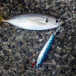 サゴシにツバスに小アジに・・・・・ナマコw