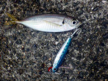 サゴシにツバスに小アジに・・・・・ナマコw