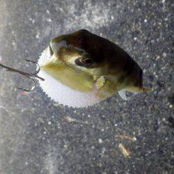 どうにかボウズは免れた・・・