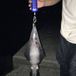 こんなの釣るつもりでは・・・