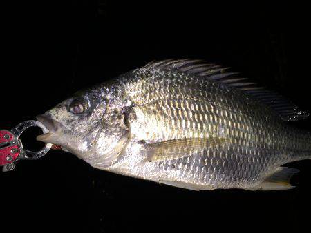 キビレ調査 NO,8