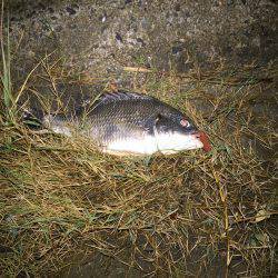 キビレ調査 NO,10