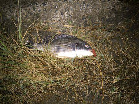 キビレ調査 NO,10