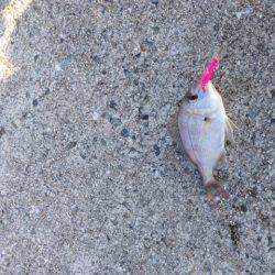 アイスジグでカマス狙い