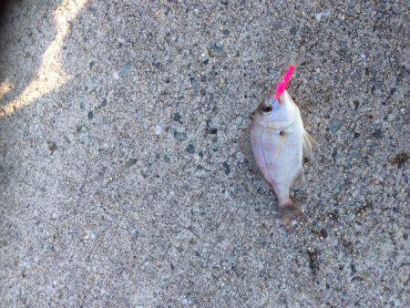 アイスジグでカマス狙い