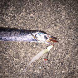 ドラゴンが来たよ