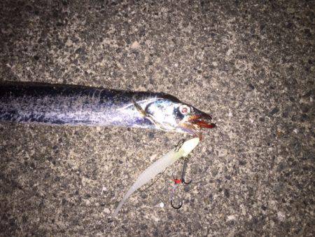 ドラゴンが来たよ