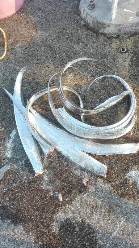 ダブルヒットタチウオ