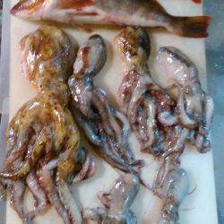 タコ釣りなのに？