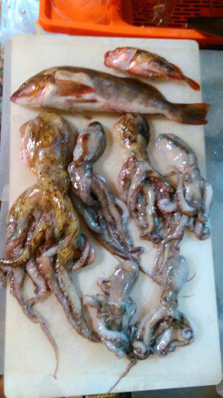 タコ釣りなのに？