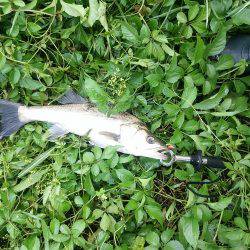 円山川デイゲーム