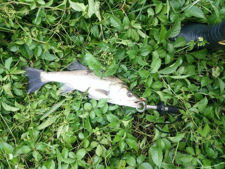 円山川デイゲーム