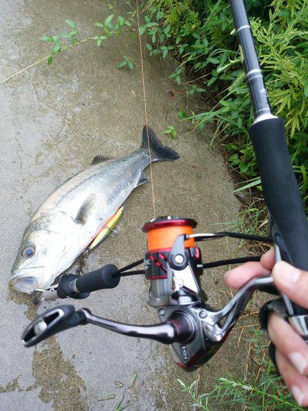 レンジエフェクト