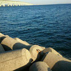 ツバス・サゴシ高活性！