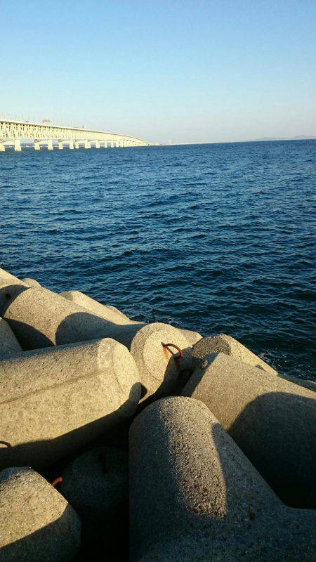 ツバス・サゴシ高活性！