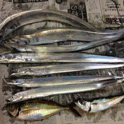 チビ太刀幼稚園、太ったアジで大満足