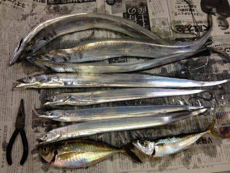 チビ太刀幼稚園、太ったアジで大満足