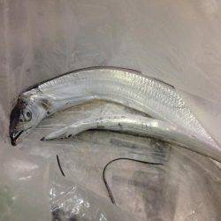 タチウオはどこに？？