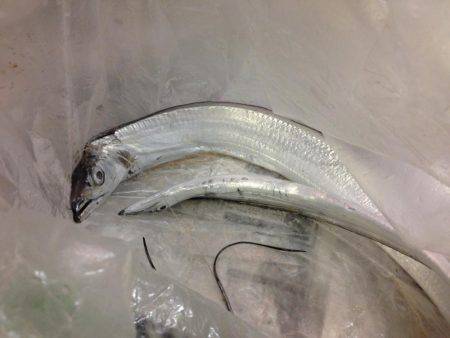 タチウオはどこに？？