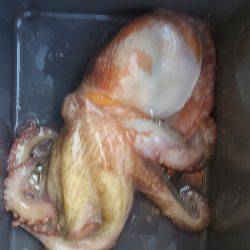 ダブルヘッダー