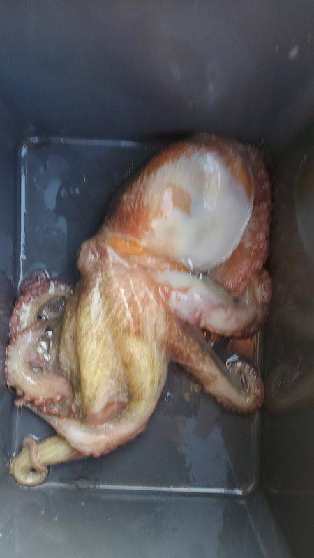 ダブルヘッダー