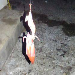 ケンサキの反撃