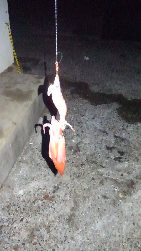 ケンサキの反撃