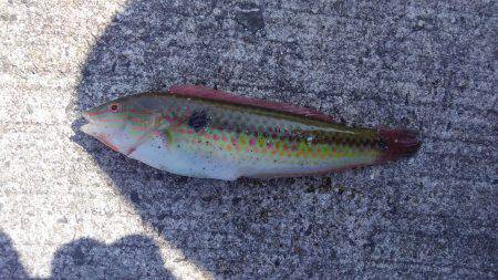 ファミリーで5目フィッシング♪