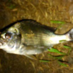 チニング調子上がってます〜！