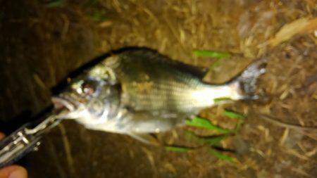 チニング調子上がってます〜！