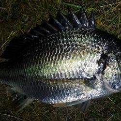 チニング好調です！！