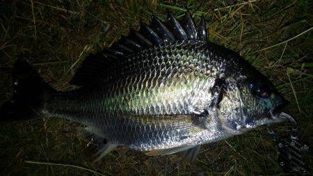 チニング好調です！！