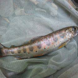 源流アマゴ釣り