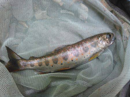 源流アマゴ釣り