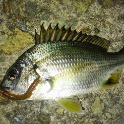 お祭り&フィッシング