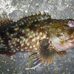 ランガンアジング