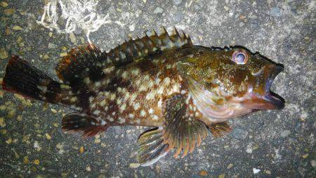 ランガンアジング