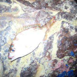 ちょい投げ（夜）