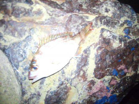 ちょい投げ（夜）