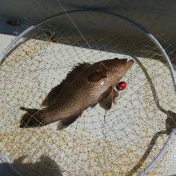 レンタルボート釣行