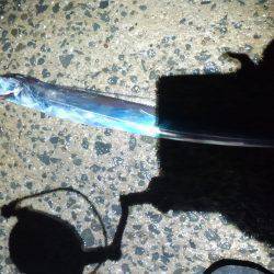 タチウオ復活か?