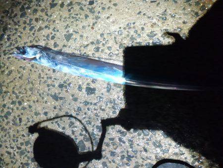 タチウオ復活か?