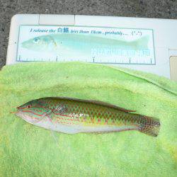 二見港水道へ釣行しました