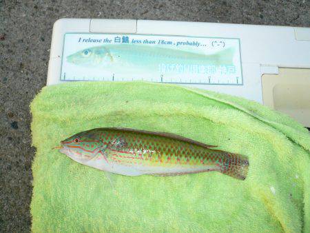 二見港水道へ釣行しました