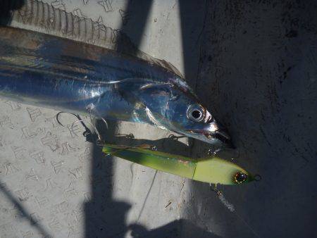 タチウオジギング