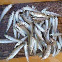 ファミリーキッシング