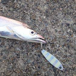 武庫一でタチウオ乱舞♪