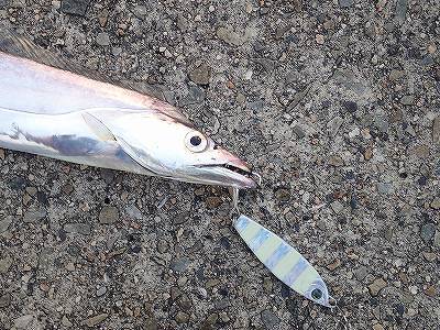 武庫一でタチウオ乱舞♪