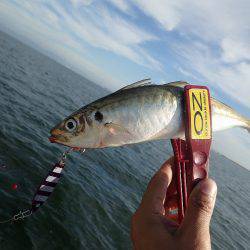 タチウオ連発♪