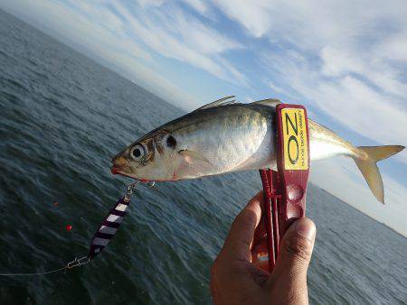 タチウオ連発♪